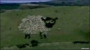 Hilarious Movie About Extreme Shepherding (image)