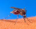Various mosquito eradication methods (image)